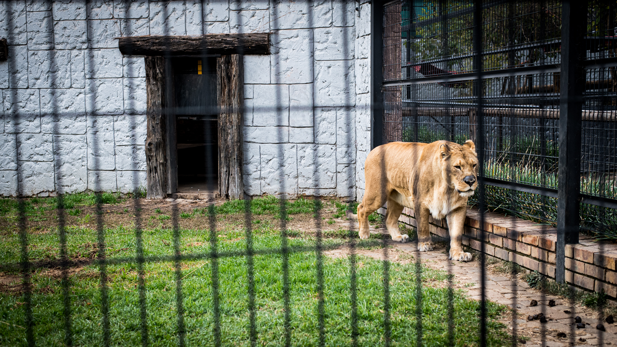 Caged porfolio-2 (1)