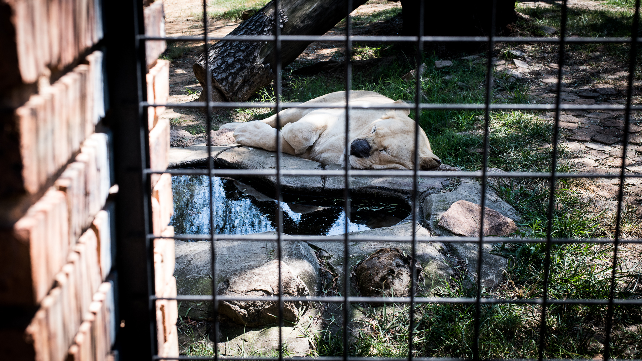 Captive-15