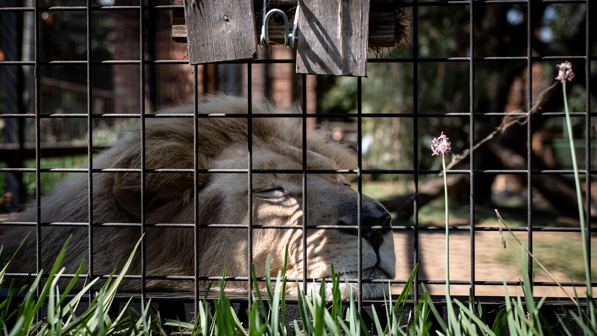 Captive-3