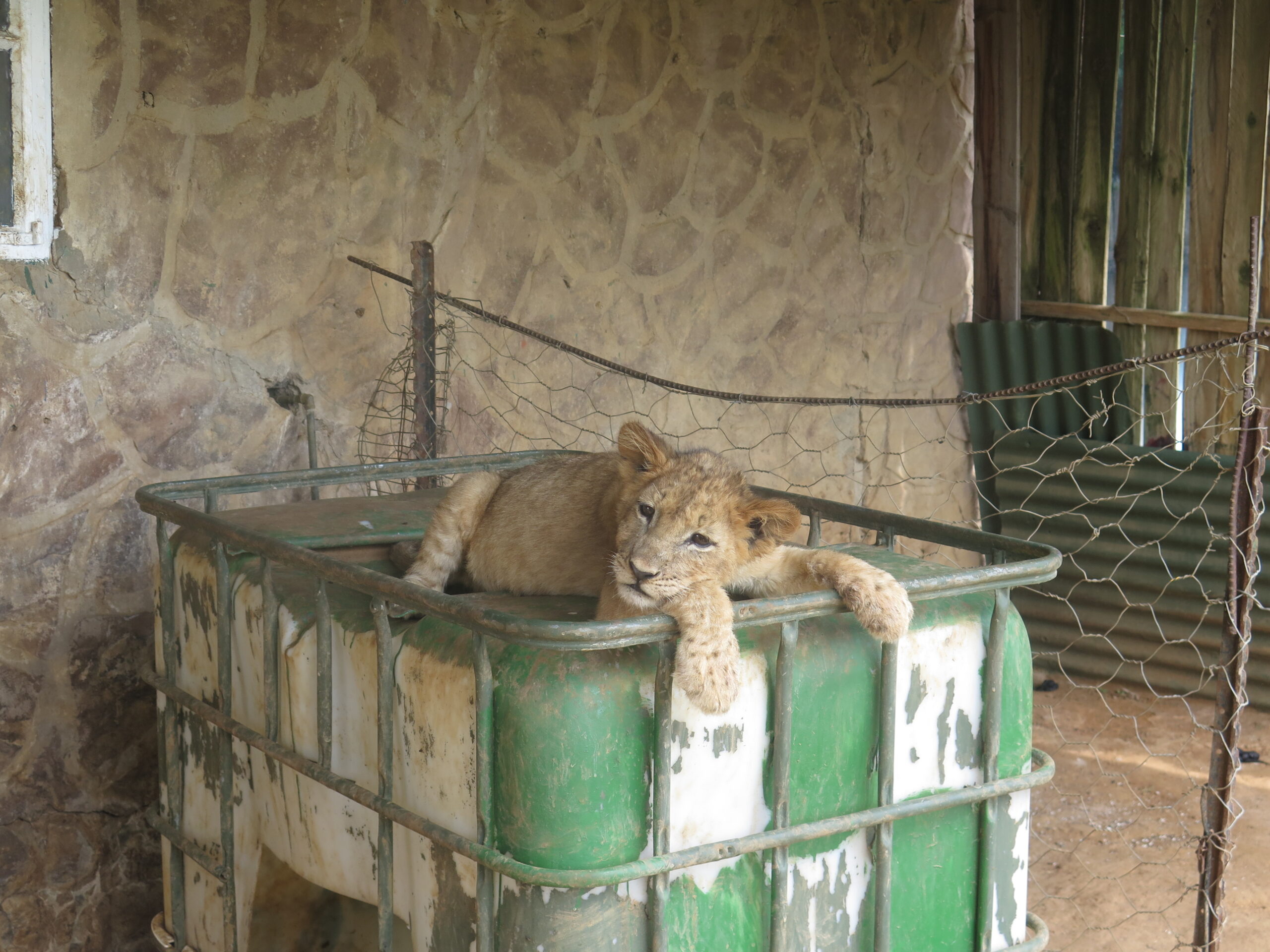 Lion cubs (5)